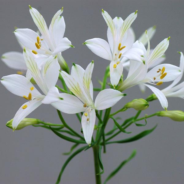 草花の苗 アルストロメリア(耐寒性) リグツリグツ・アイスホワイト3.5号ポット