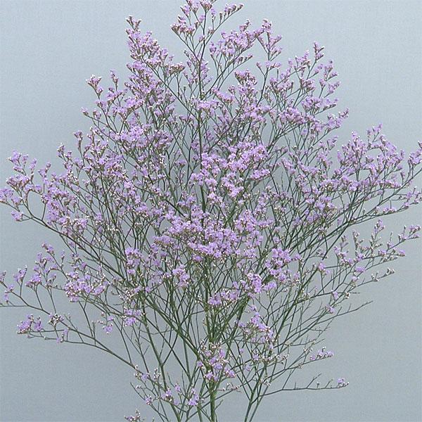 草花の苗 宿根スターチス 紫の銀河3.5号ポット