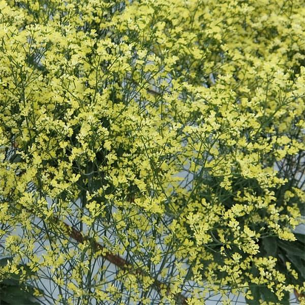 草花の苗 宿根スターチス 黄金の銀河3.5号ポット