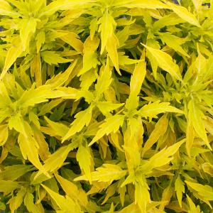 草花の苗 サマーセール コリウス イエロービーム3号ポット
