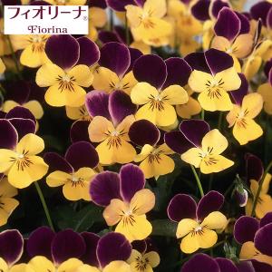クロモジ （黒文字） 根巻き苗 : 苗木部 花ひろばオンライン - 通販