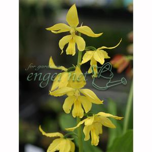 チャーム（charm） （山野草）エビネ（海老根）タカネエビネ（高嶺