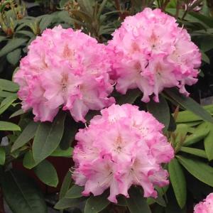 シャクナゲ　約1.5メートル シャクナゲ 約1.5メートル