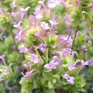 草花の苗 サマーセール （わけあり特価）花オレガノ ネオンライト3号ポット
