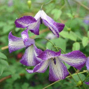 国華園 花苗 クレマチス リバティ 1株 / 花の苗 つる性植物 多年草