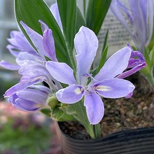 （わけあり特価）バビアナ セデルベルゲンシス3球植え3.5号ポット