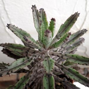観葉植物 アーリーサマーセール 多肉植物 カラン...の商品画像