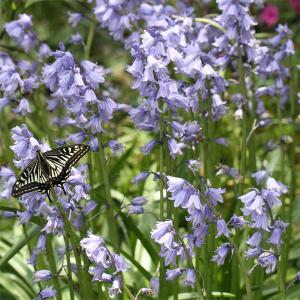 シラー エクセルシア（青花）1球植え3号 4ポットセット