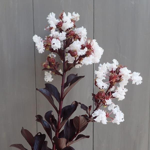 花木 庭木の苗/サルスベリ（百日紅）：ブラックパール ライトピンク5号ポット