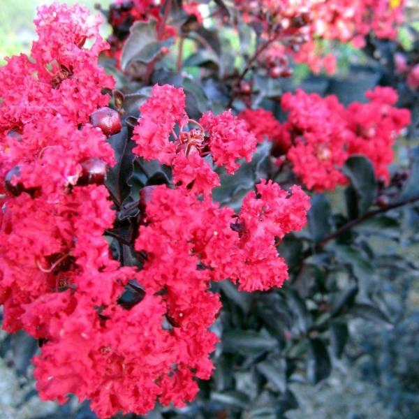 花木 庭木の苗 サルスベリ（百日紅） ブラックパール ルビー5号ポット