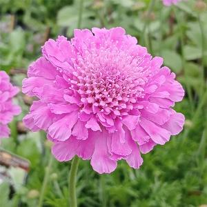 スカビオサ ピンク 苗 の商品一覧 花 ガーデニング 通販 Yahoo ショッピング