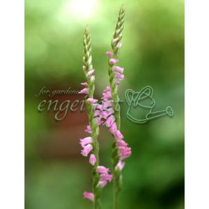 クリスマスローズ開花株 DDバイカラーグリーン 143 現品限り : 金井