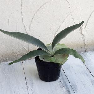 ホワイト ミスターオート P. 'White Mr Oat'（peevia） 一点物 検