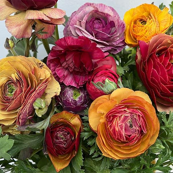 草花の苗 ラナンキュラス トワイライトレディ花色アソート3.5号 3株セット