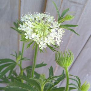 レースフラワー 苗の商品一覧 通販 Yahoo ショッピング