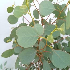 ユーカリ苗の商品一覧 通販 Yahoo ショッピング