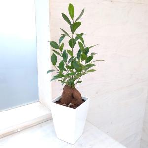 ガジュマルの木 沖縄 観葉植物 の商品一覧 花 ガーデニング 通販 Yahoo ショッピング