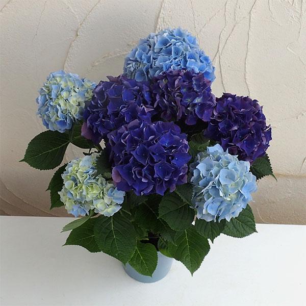 花木 庭木の苗/アジサイ：青＆紫2色植え 5号鉢植え