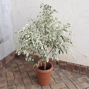 チャンべルラニアタム ロムズレッド 希少 アンスリウム 観葉植物