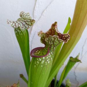 希少 Traveller's Tree タビビトノキ 旅人の木 扇芭蕉 ⭐︎群生鉢 タビビトノキのタネ（旅人の木の種 / 扇芭蕉の木） Sサイズ 1個 送料