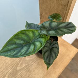 アロカシアセット 吉本花城園 【セール品】超お得セット！アロカシア 5品種