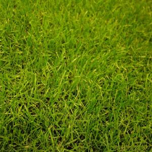 芝の種 西洋芝ペレニアルライグラス（普通種） 原袋22.5kg入り
