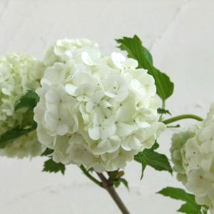 ビバーナム スノーボールの商品一覧 通販 Yahoo ショッピング