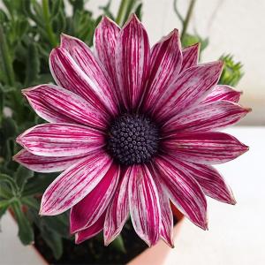 草花の苗 オステオスペルマム マーブレッド3.5号ポット