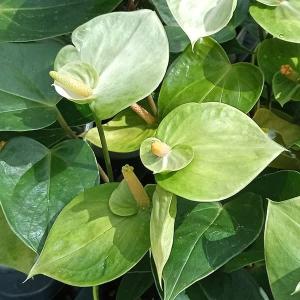 アンスリウム 品種の商品一覧 通販 Yahoo ショッピング