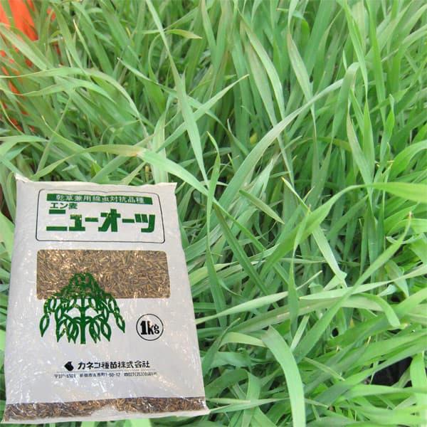 牧草種子 エン麦ニューオーツ 原袋10kg入り タネ
