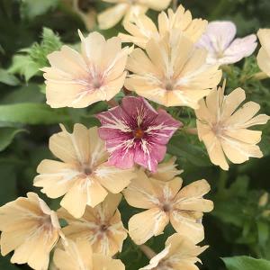 クロモジ （黒文字） 根巻き苗 : 苗木部 花ひろばオンライン - 通販