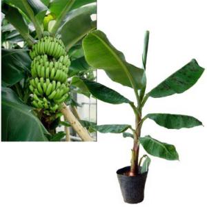 130cm、バナナ苗◆ドワーフ・ブラジルアップル◆心躍る濃厚糖度酸味、限定出品 130cm、バナナ苗◇ドワーフ・ブラジルアップル◇心躍る濃厚糖度