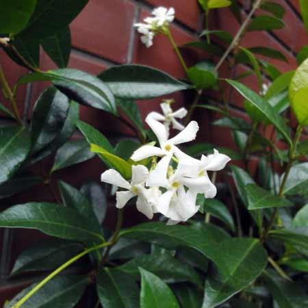 スタージャスミン：スターフレグランス（トウテイカ）白花緑葉5号鉢植え