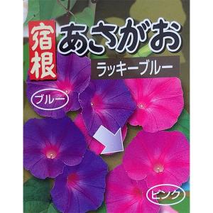 草花の苗 （わけあり特価）宿根朝顔 ラッキーブルー3号ポット