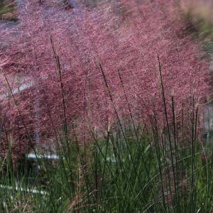 ミューレンベルギア 花 ガーデニング の商品一覧 通販 Yahoo ショッピング