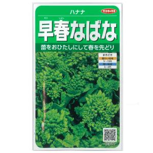 有効期限26年05月 ハナナ 早春なばな サカタ 野菜タネ