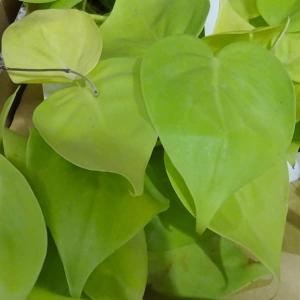 観葉植物 オリヅルラン ボニー5号吊鉢 : 園芸ネット - 通販 - Yahoo
