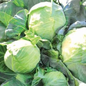 野菜の苗 26年8月下旬予約 Neoすずなりキャベツ3号ポット