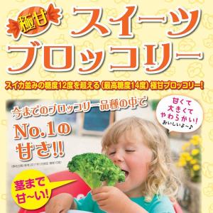 野菜の苗 26年8月下旬予約 極甘 スイーツブロッコリー3号ポット