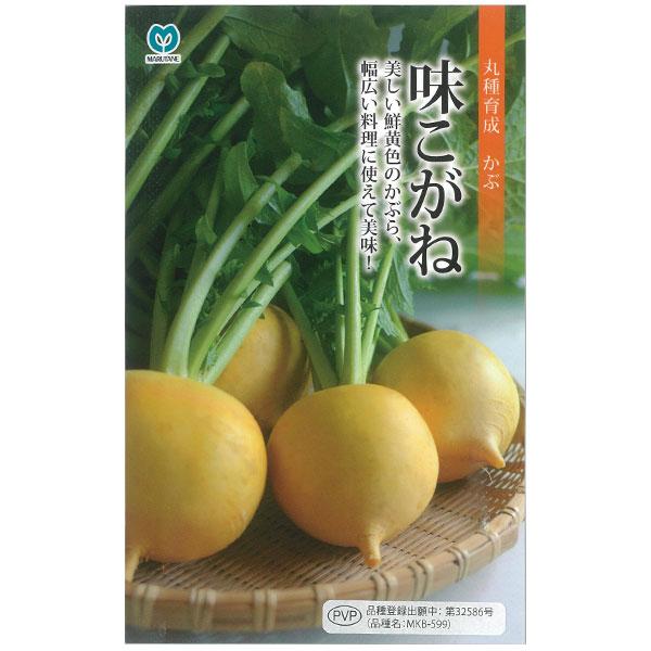 カブ種 味こがね