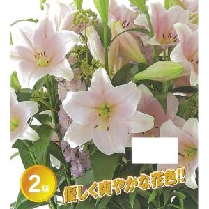 球根 26年9月中下旬予約 ユリ 鉄砲百合巨大輪咲き カリ2球入り