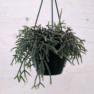 リプサリス ピロカルパ 花 ガーデニング の商品一覧 通販 Yahoo ショッピング