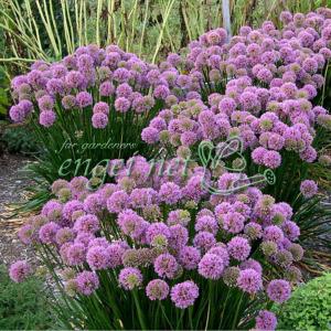 メ*4様 アツモリソウ 厚岸ホテイアツモリソウ葉芽3 メ*4様 アツモリソウ 厚岸ホテイアツモリソウ葉芽3 - メルカリ