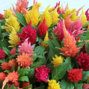 草花の苗 セロシア(ケイトウ・鶏頭) キモノ花色...の商品画像