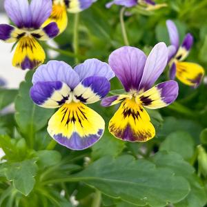 ビオラ ヌーヴェルヴァーグ ラピスラズリの苗 1株 : 植物・園芸専門店