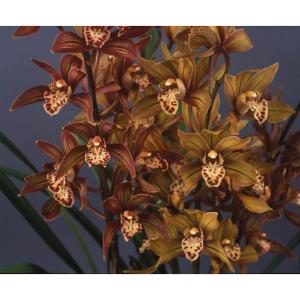 コーデックス：メキシコ亀甲竜 ディオスコレア マクロスタチア*塊幅