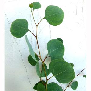 ユーカリ苗の商品一覧 通販 Yahoo ショッピング