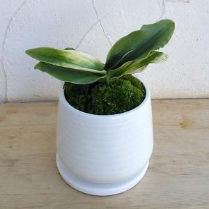 現品お届け】豊明園 万年青 オモト 諏訪錦 陶器鉢（O1）｜観葉10-TU