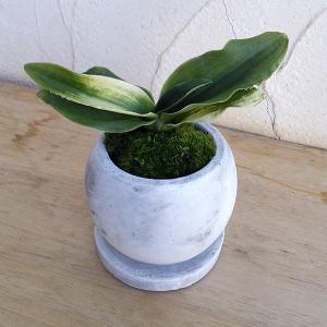 現品お届け】豊明園 万年青 オモト 大八州 陶器鉢（O14）｜観葉10-TU