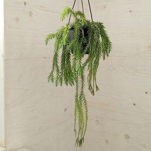 おしゃれ 観葉植物：フペルジア ゴエベリー*5号 吊り鉢 : 遊恵盆栽